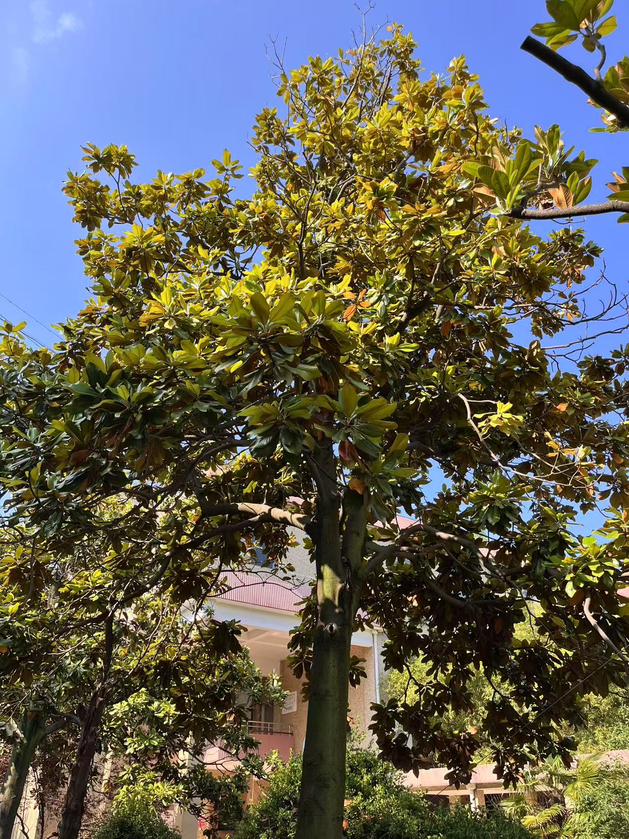 文学院的树1
